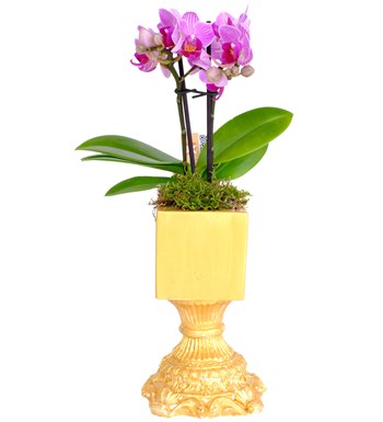 Ayaklı Saksıda Mini Orkide