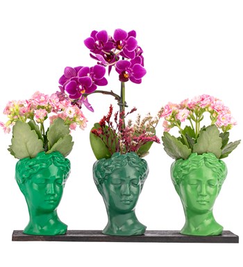 Trio Mini Helen Serisi Kalanchoe ve Tek Dal Orkide Tasarım - Green Colors 