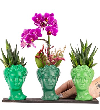 Trio Mini Helen Serisi Haworthia ve Tek Dal Orkide Tasarım - Green Colors