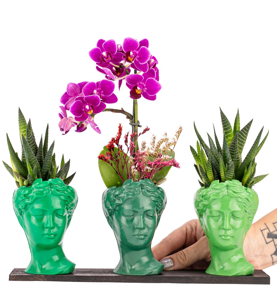 Trio Mini Helen Serisi Haworthia ve Tek Dal Orkide Tasarım - Green Colors