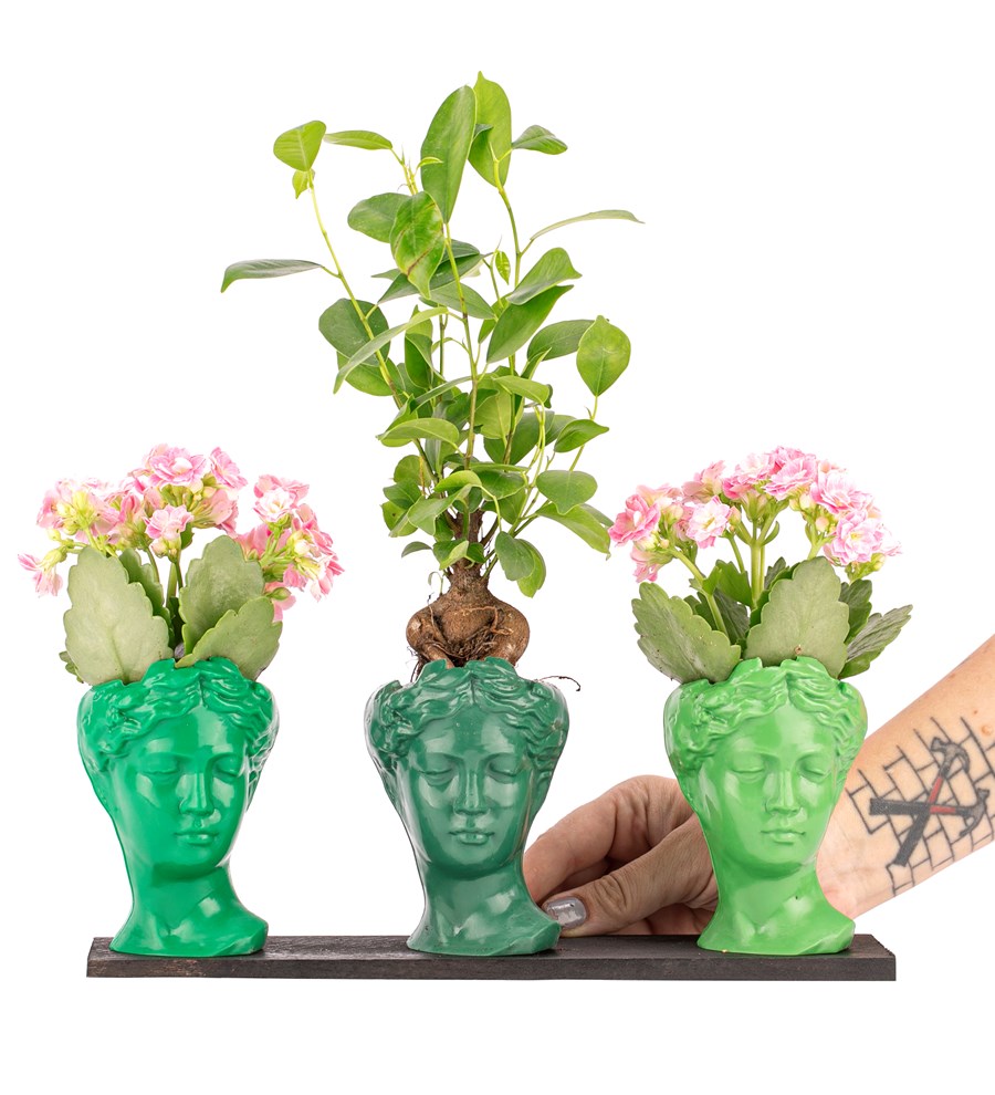 Trio Mini Helen Serisi Ficus Ginseng Bonsai ve Kalanchoe Tasarım - Green Colors