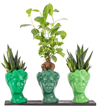 Trio Mini Helen Serisi Ficus Ginseng Bonsai ve Haworthia Tasarım - Green Colors