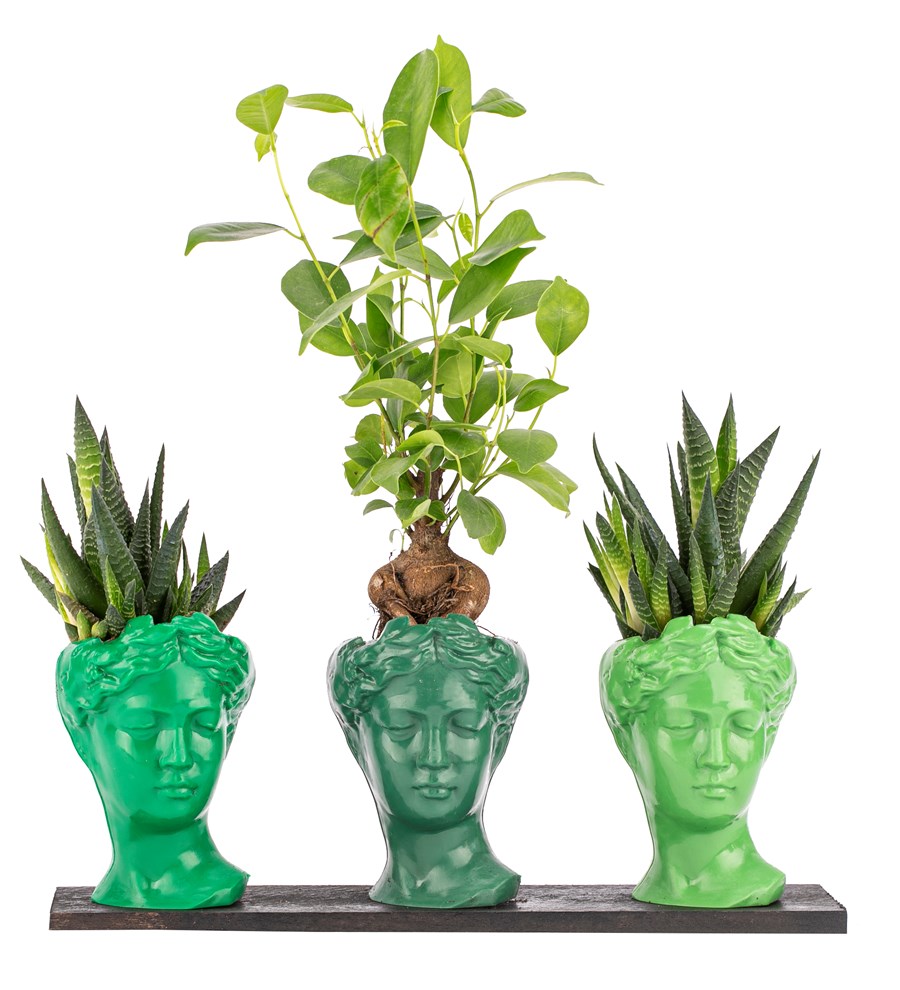Trio Mini Helen Serisi Ficus Ginseng Bonsai ve Haworthia Tasarım - Green Colors
