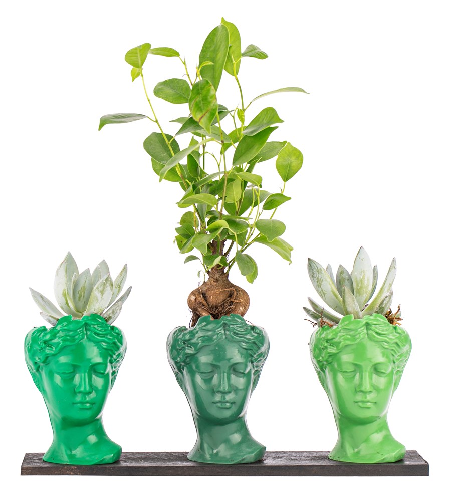 Trio Mini Helen Serisi Ficus Ginseng Bonsai ve Echeveria Tasarım - Green Colors 