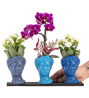 Trio Mini Helen Serisi Kalanchoe ve Tek Dal Orkide Tasarım - Blue Colors