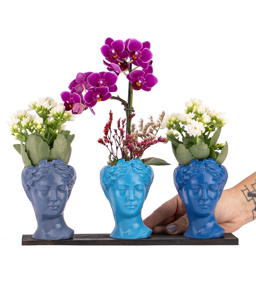 Trio Mini Helen Serisi Kalanchoe ve Tek Dal Orkide Tasarım - Blue Colors
