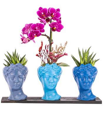 Trio Mini Helen Serisi Haworthia ve Tek Dal Orkide Tasarım - Blue Colors 