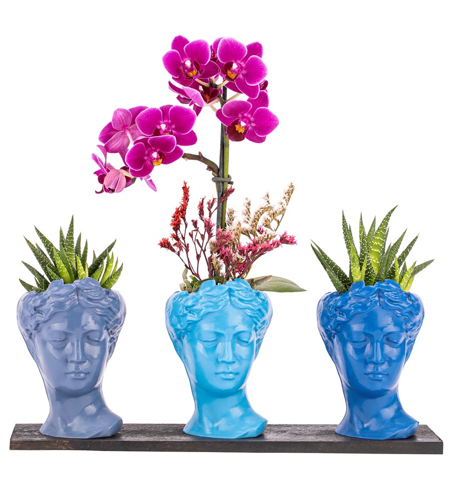 Trio Mini Helen Serisi Haworthia ve Tek Dal Orkide Tasarım - Blue Colors 