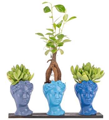 Trio Mini Helen Serisi Ficus Ginseng Bonsai ve Sukulent Tasarım -  Blue Colors