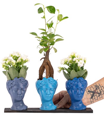 Trio Mini Helen Serisi Ficus Ginseng Bonsai ve Kalanchoe Tasarım - Blue Colors 