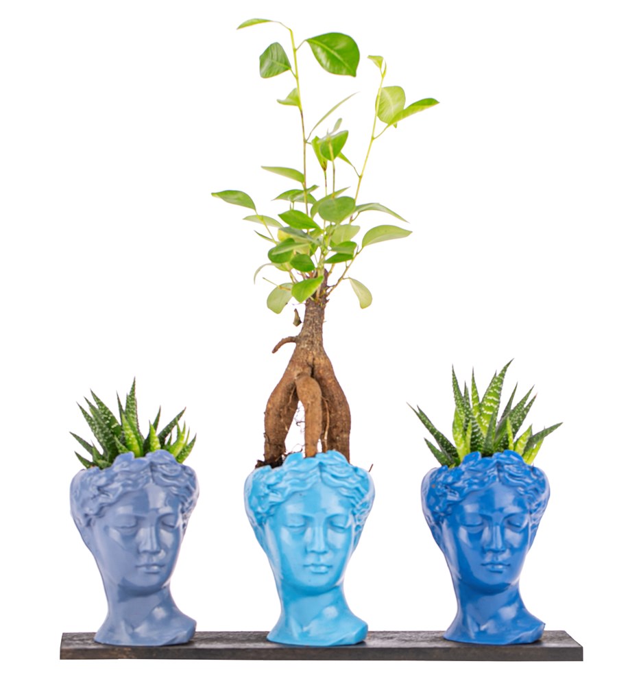 Trio Mini Helen Serisi Ficus Ginseng Bonsai ve Haworthia Tasarım - Blue Colors