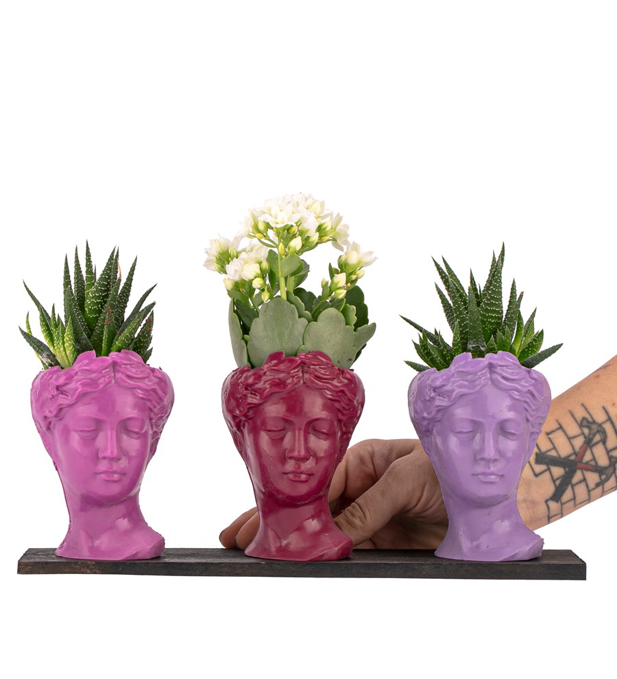 Trio Mini Helen Serisi Kalanchoe ve Haworthia Tasarım - Pink Colors 