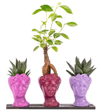 Trio Mini Helen Serisi Ficus Ginseng Bonsai ve Haworthia Tasarım - Pink Colors