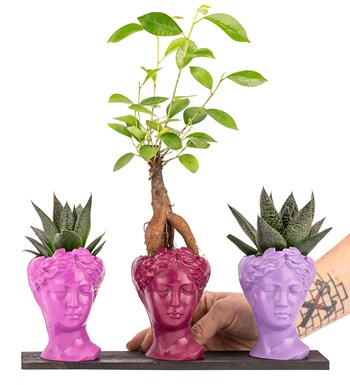 Trio Mini Helen Serisi Ficus Ginseng Bonsai ve Haworthia Tasarım - Pink Colors