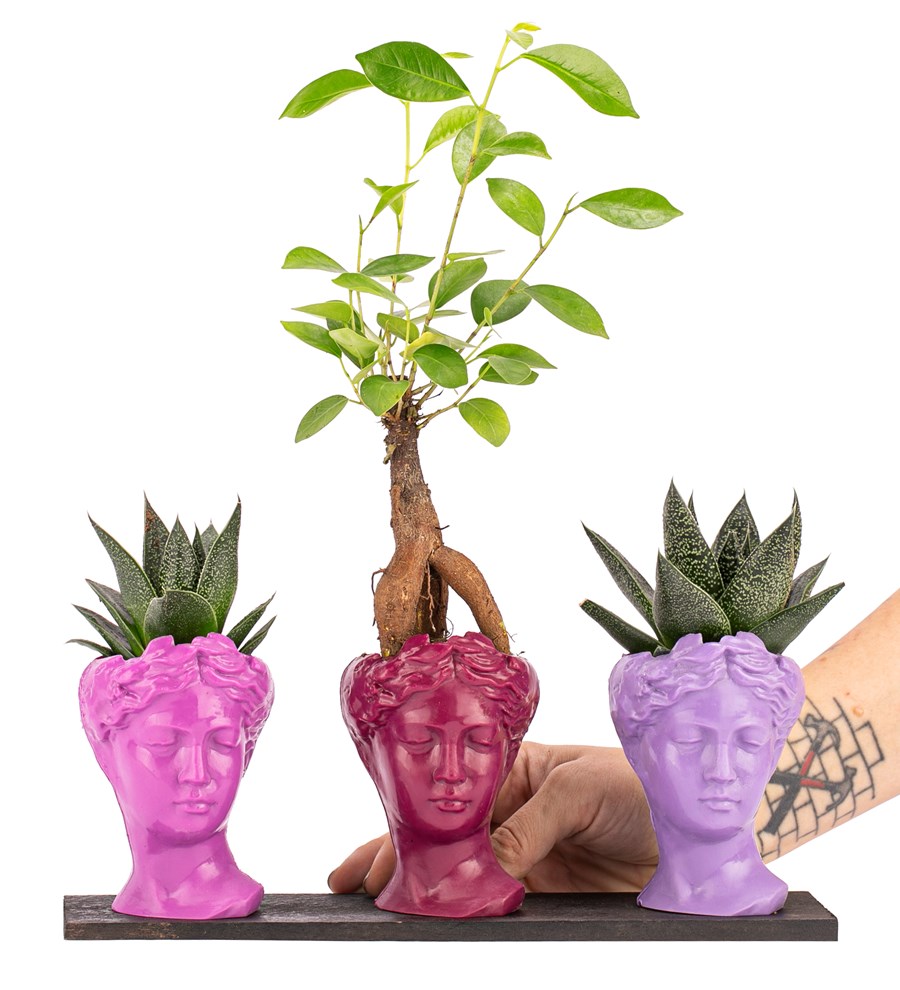 Trio Mini Helen Serisi Ficus Ginseng Bonsai ve Haworthia Tasarım - Pink Colors