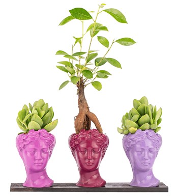 Trio Mini Helen Serisi Ficus Ginseng Bonsai ve Sukulent Tasarım - Pink Colors