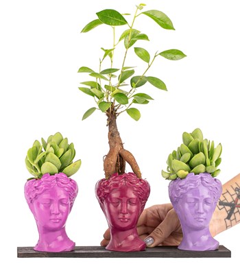 Trio Mini Helen Serisi Ficus Ginseng Bonsai ve Sukulent Tasarım - Pink Colors