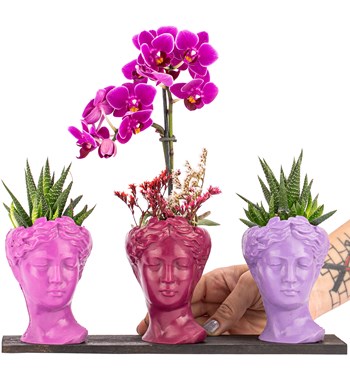 Trio Mini Helen Serisi Haworthia ve Tek Dal Orkide Tasarım - Pink Colors