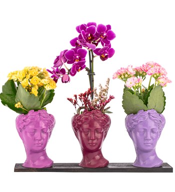 Trio Mini Helen Serisi Kalanchoe ve Tek Dal Orkide Tasarım - Pink Colors 