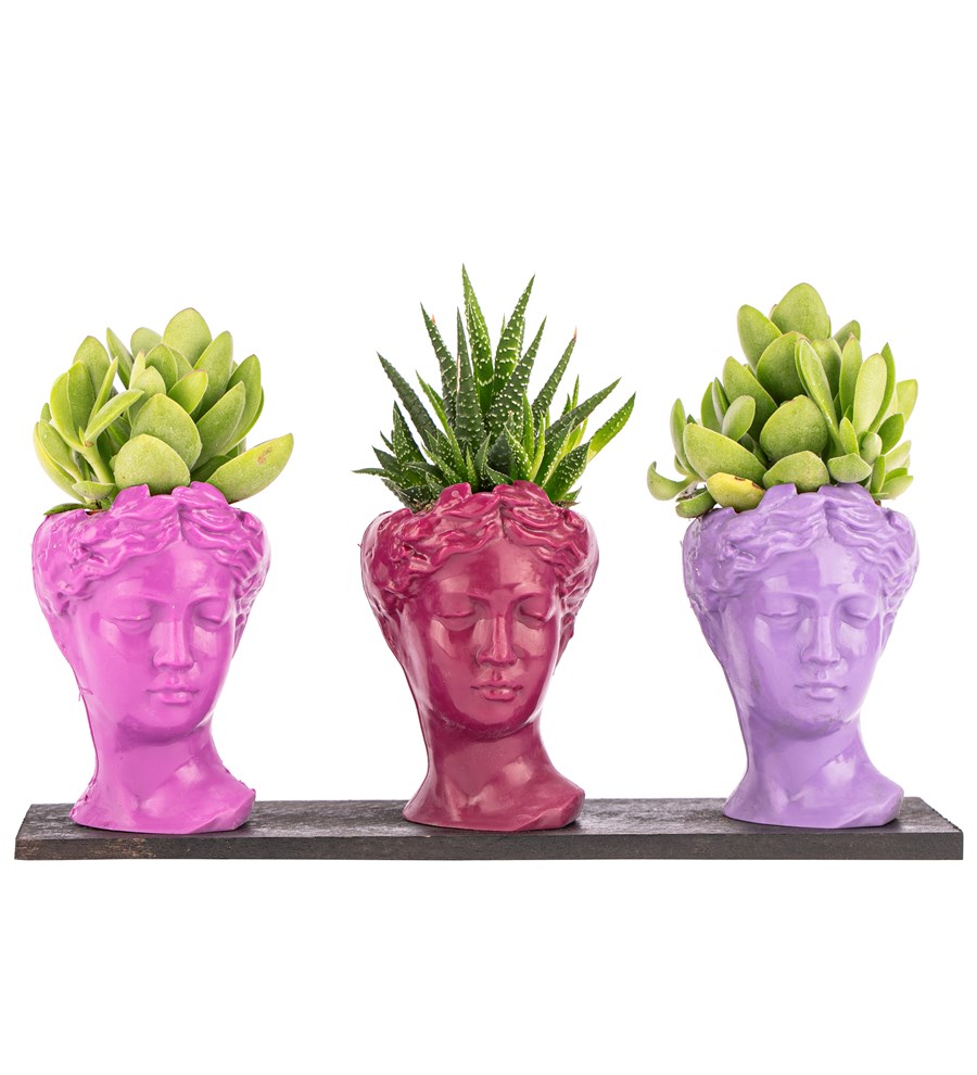 Trio Mini Helen Serisi Sukulent ve Haworthia Tasarım - Pink Colors