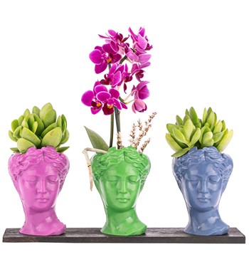 Trio Mini Helen Sukulent ve Tek Dal Orkide Tasarım / Fuşya - Açık Yeşil - Azur Mavi Colors