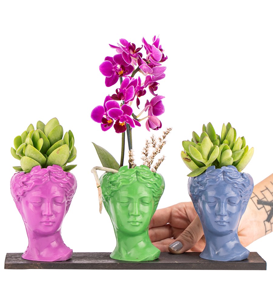 Trio Mini Helen Sukulent ve Tek Dal Orkide Tasarım / Fuşya - Açık Yeşil - Azur Mavi Colors