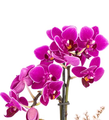 Mini Helen Serisi Tek Dal Orkide Tasarım - Kobalt Mavi 
