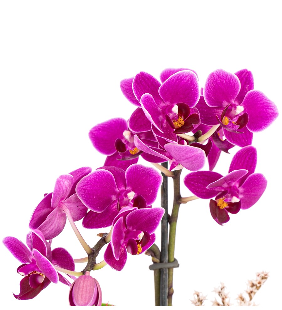 Mini Helen Serisi Tek Dal Orkide Tasarım - Lila