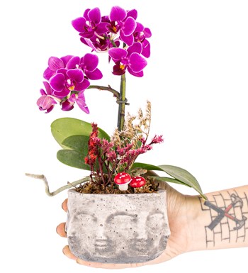 Binbir Surat Serisi Tek Dal Mini Orkide Orkide Tasarım 