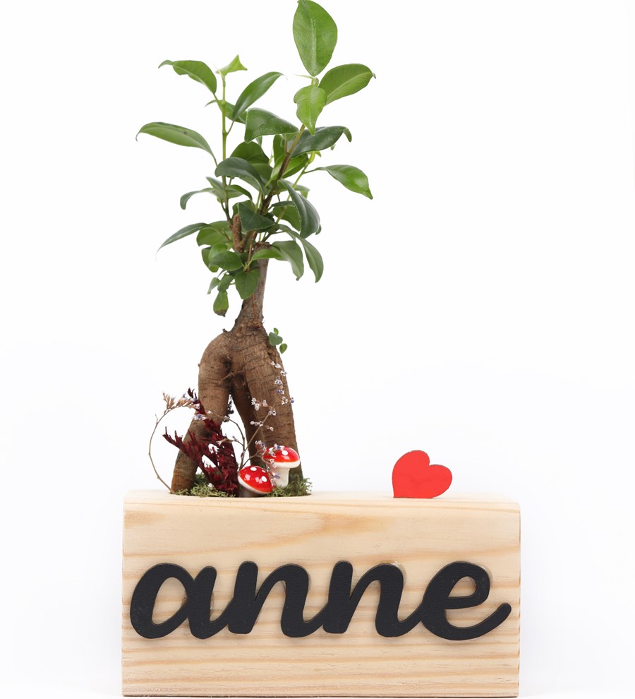 Anneye Özel Wood Serisi Mini Ficus Ginseng Bonsai Tasarım