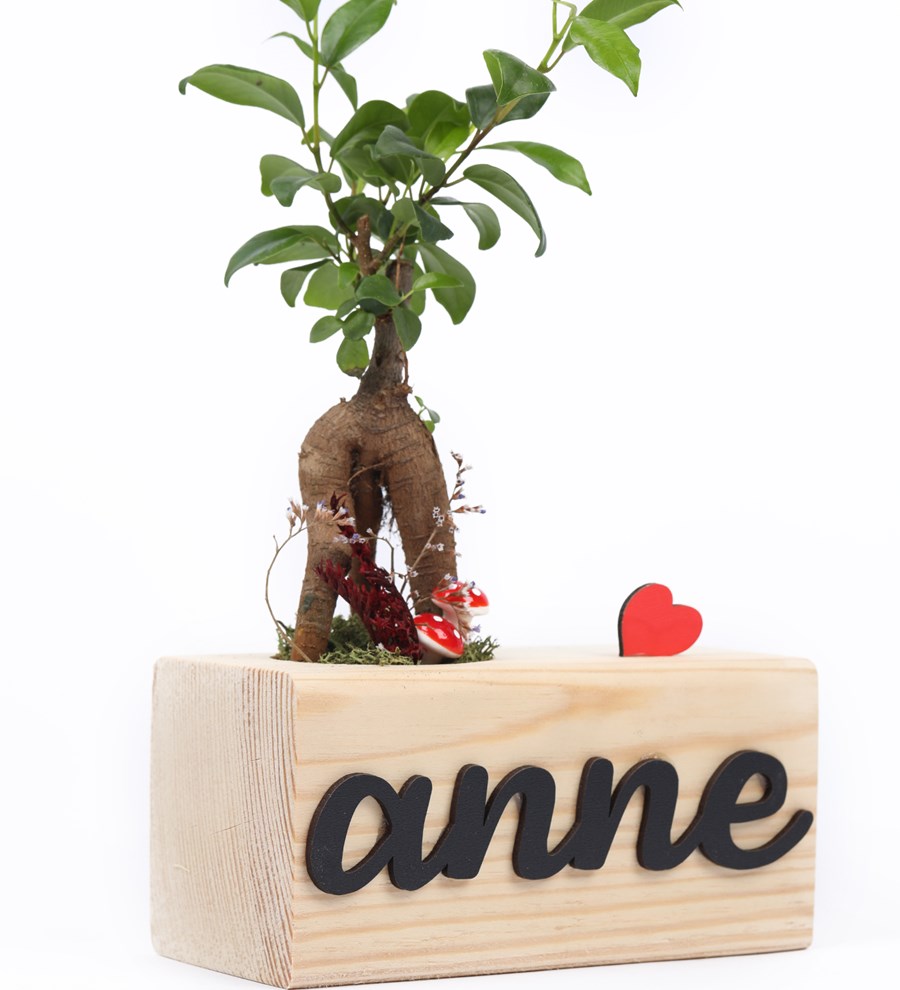 Anneye Özel Wood Serisi Mini Ficus Ginseng Bonsai Tasarım