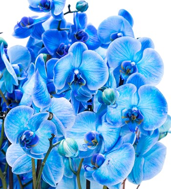 Athena Serisi Magnificent Mavi Orkide Tasarım 