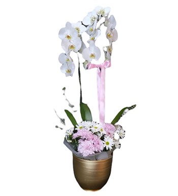Dekoratif Saksıda Orkide ve Canlı Çiçekler