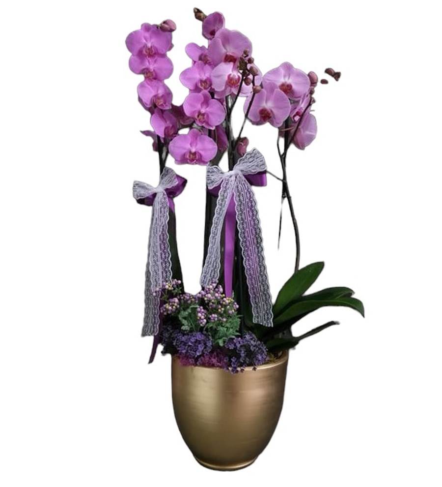 Dekoratif Saksıda Mor Orkideler
