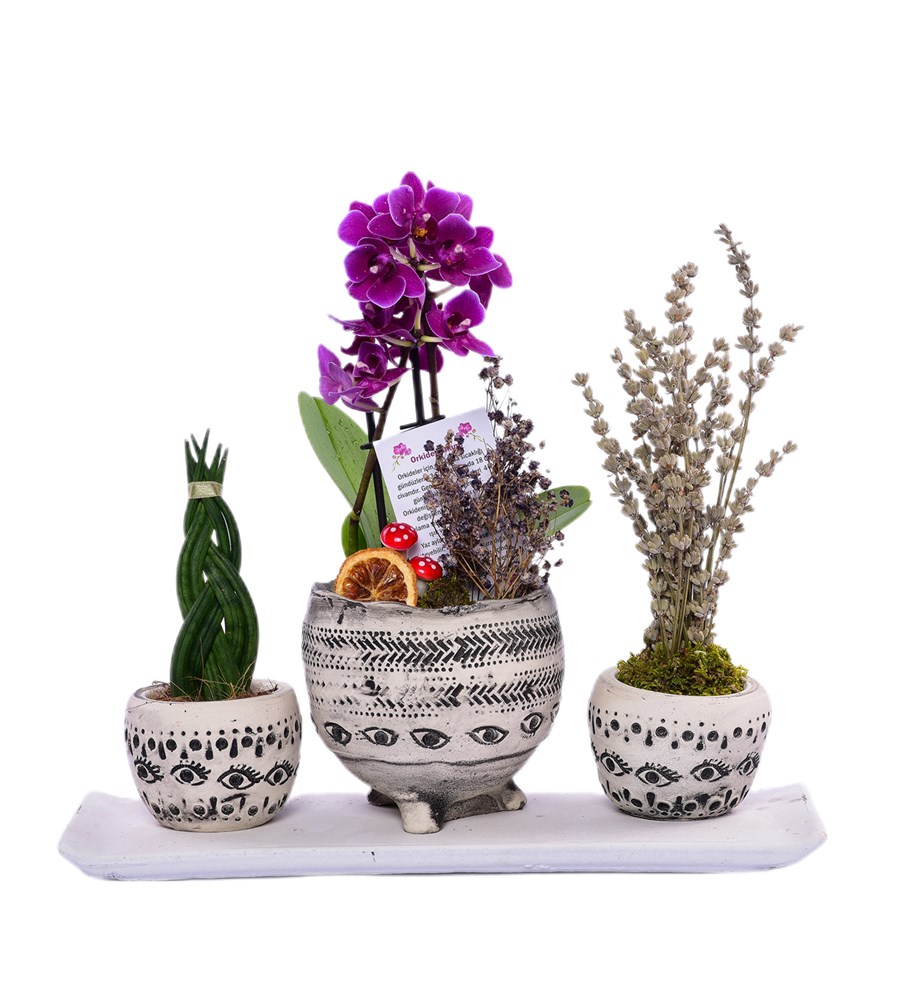 Anja Saksıda Mini Mor Orkide ve Örgülü Sansevieria