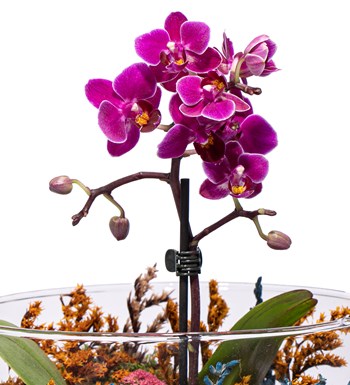 Mini Orkide Tasarım - Matte Serisi - Oslo