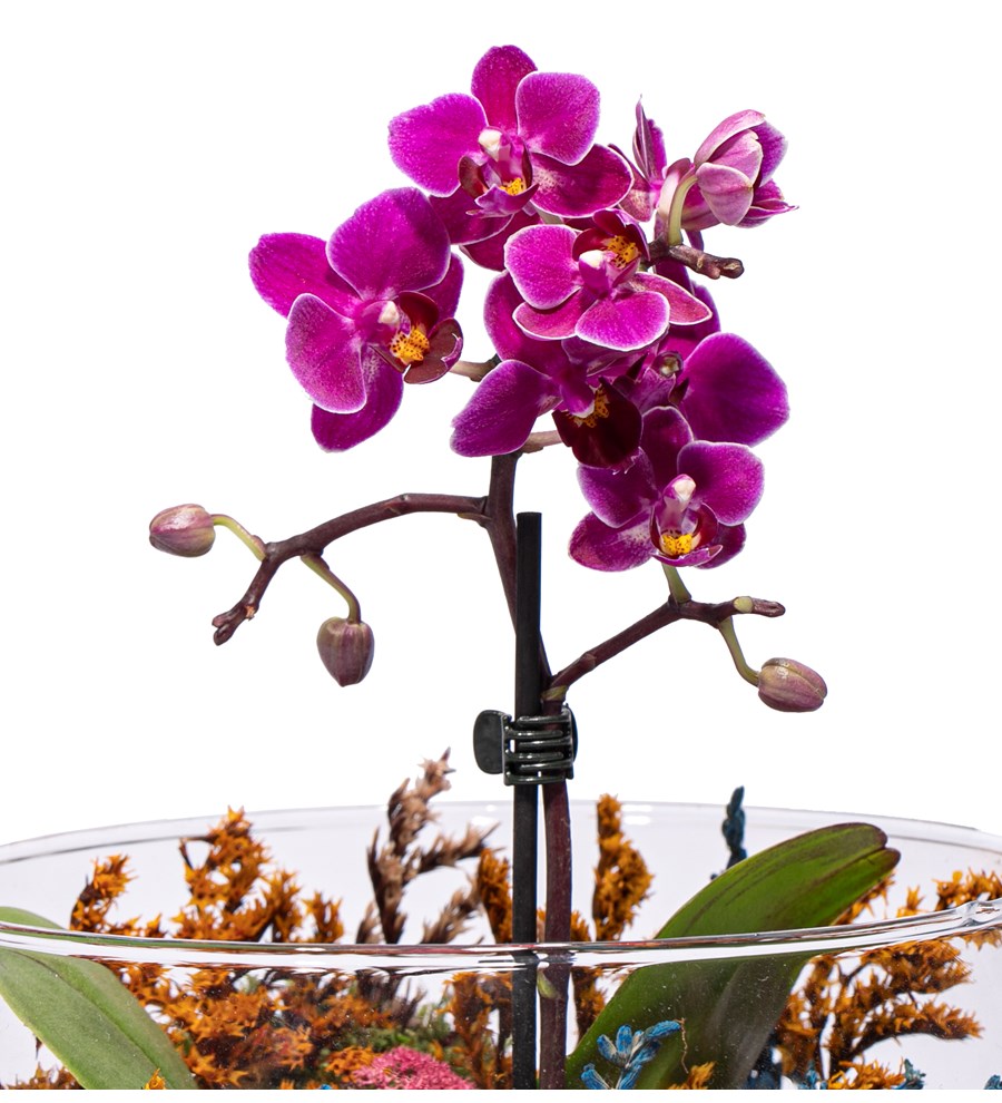 Mini Orkide Tasarım - Matte Serisi - Oslo