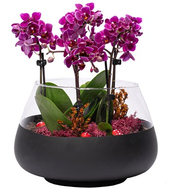4 Dal Mini Orkide Tasarım - Matte Serisi - Oslo