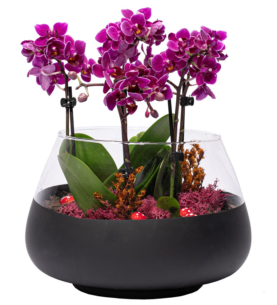 4 Dal Mini Orkide Tasarım - Matte Serisi - Oslo