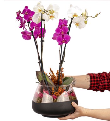 Achernar Pembe-Beyaz Orkide Tasarım - Matte