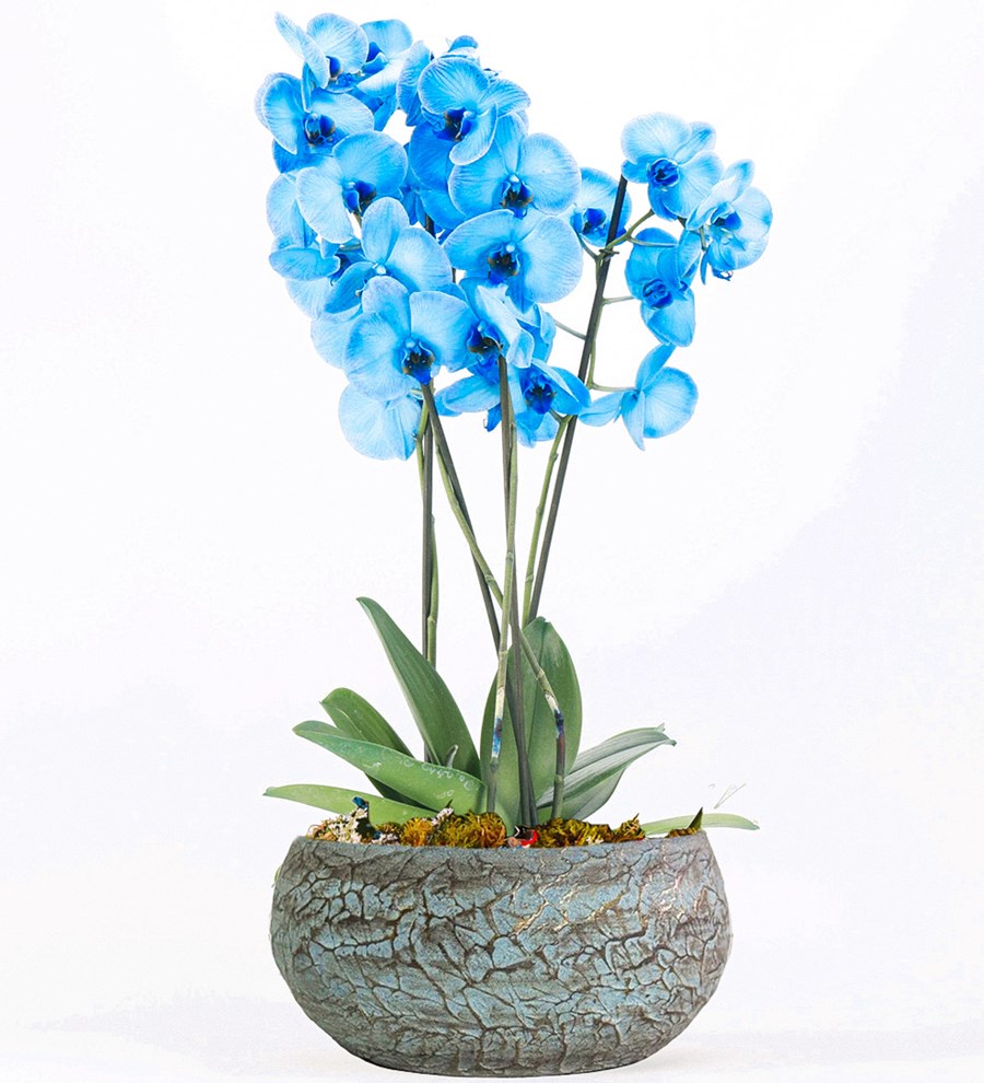 Magnificent 4 Dal Mavi Orkide Tasarım