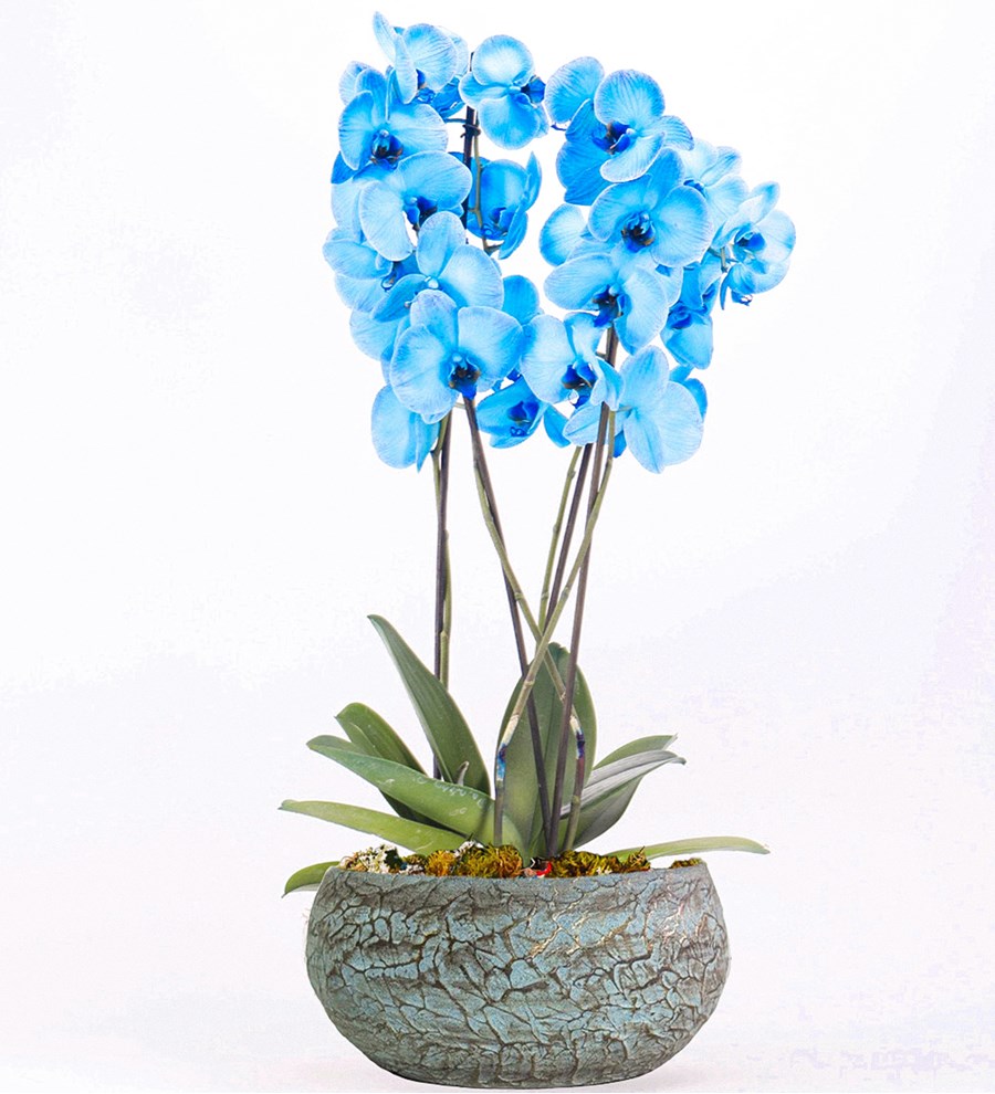 Magnificent 4 Dal Mavi Orkide Tasarım