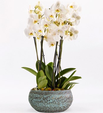 Magnificent Serisi 6 Dal Beyaz Orkide Tasarım
