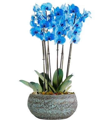 Magnificent Serisi 6 Dal Mavi Orkide Tasarım 