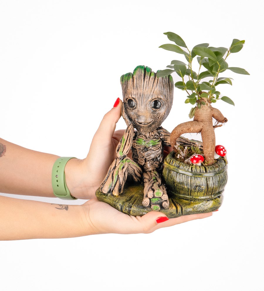 Baby Groot Serisi Mini Ficus Ginseng Bonsai Tasarım 