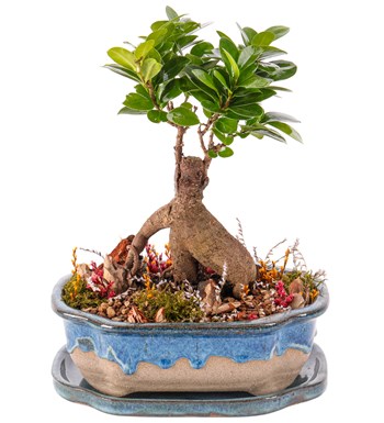 Art of Ceramic Series - Ficus Ginseng Bonsai Tasarım 