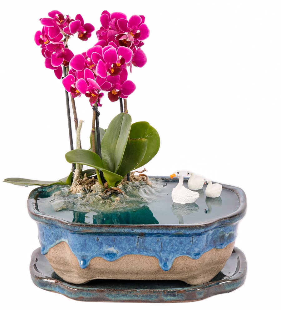 Art of Ceramic Series - Mini Mor Orkideli Teraryum