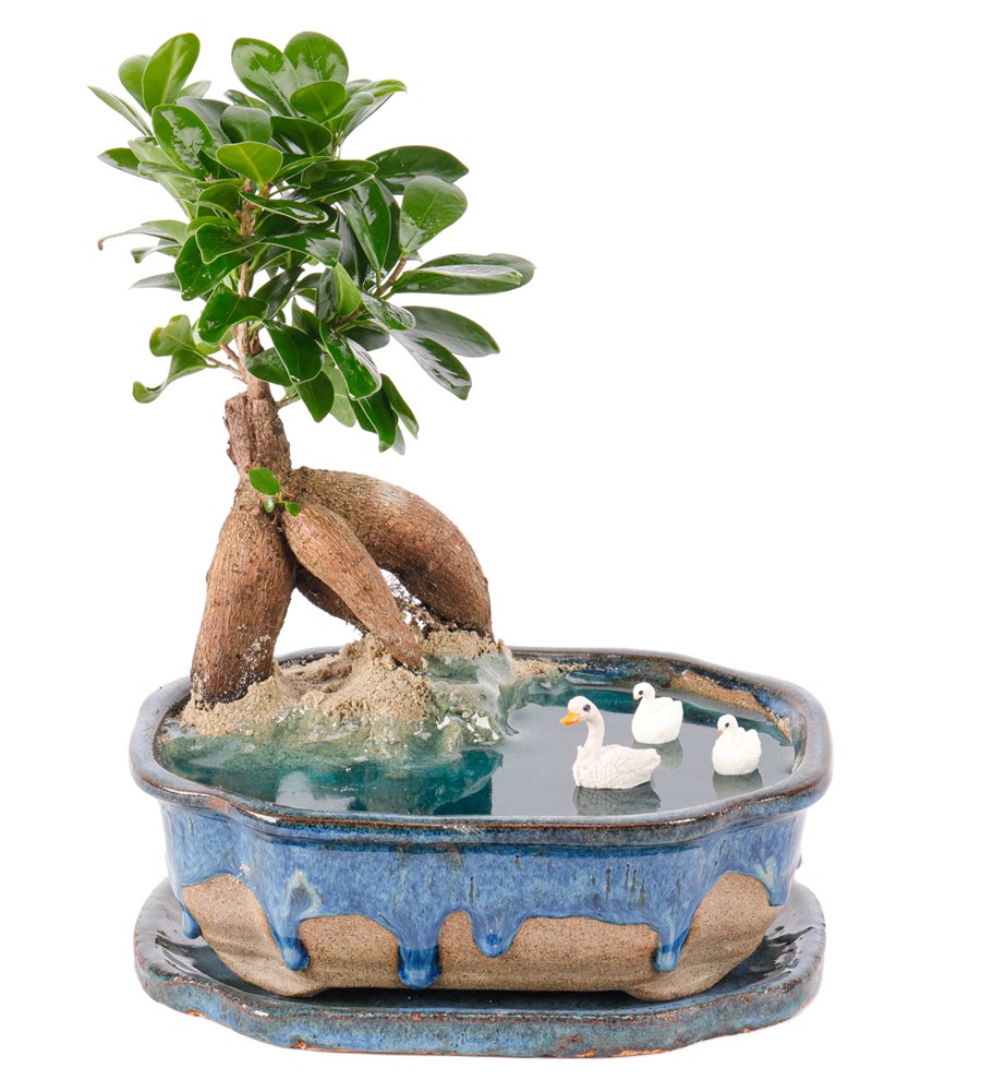Art of Ceramic Series - Ficus Ginseng Bonsai Teraryum