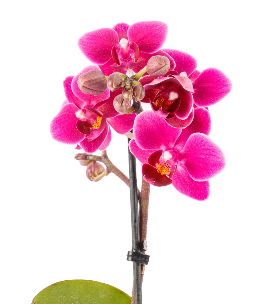 Geometrik Serisi Tek Dal Mini Orkide Tasarım