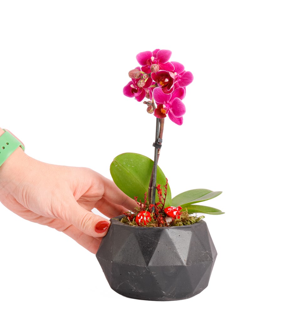 Geometrik Serisi Tek Dal Mini Orkide Tasarım